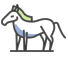 Human/Horse STR